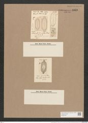 Navicula emphisbaena var. fuscata (Schum.) Grun. (de-Toni-Nr.: Genus 1, Species 516) Zeichnungen Sammlung Grunow Nr. 1049 (NHMW-BOT-W0367591)